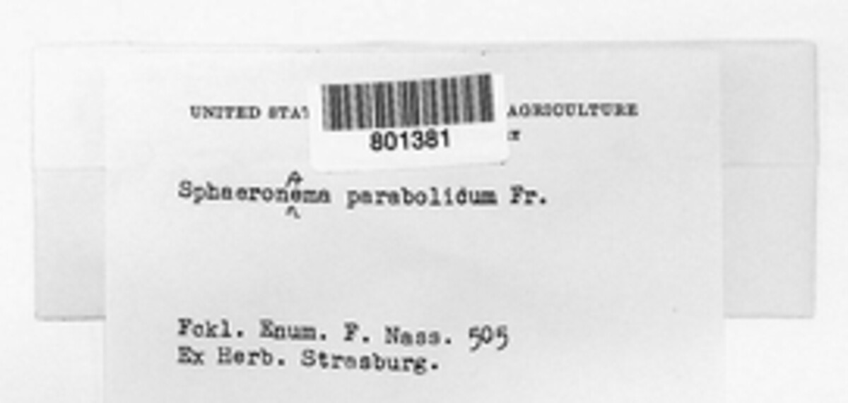 Sphaeronaema parabolicum image
